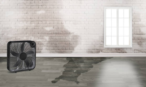 Best Ceiling water damage repair  in Centrevle, IL
